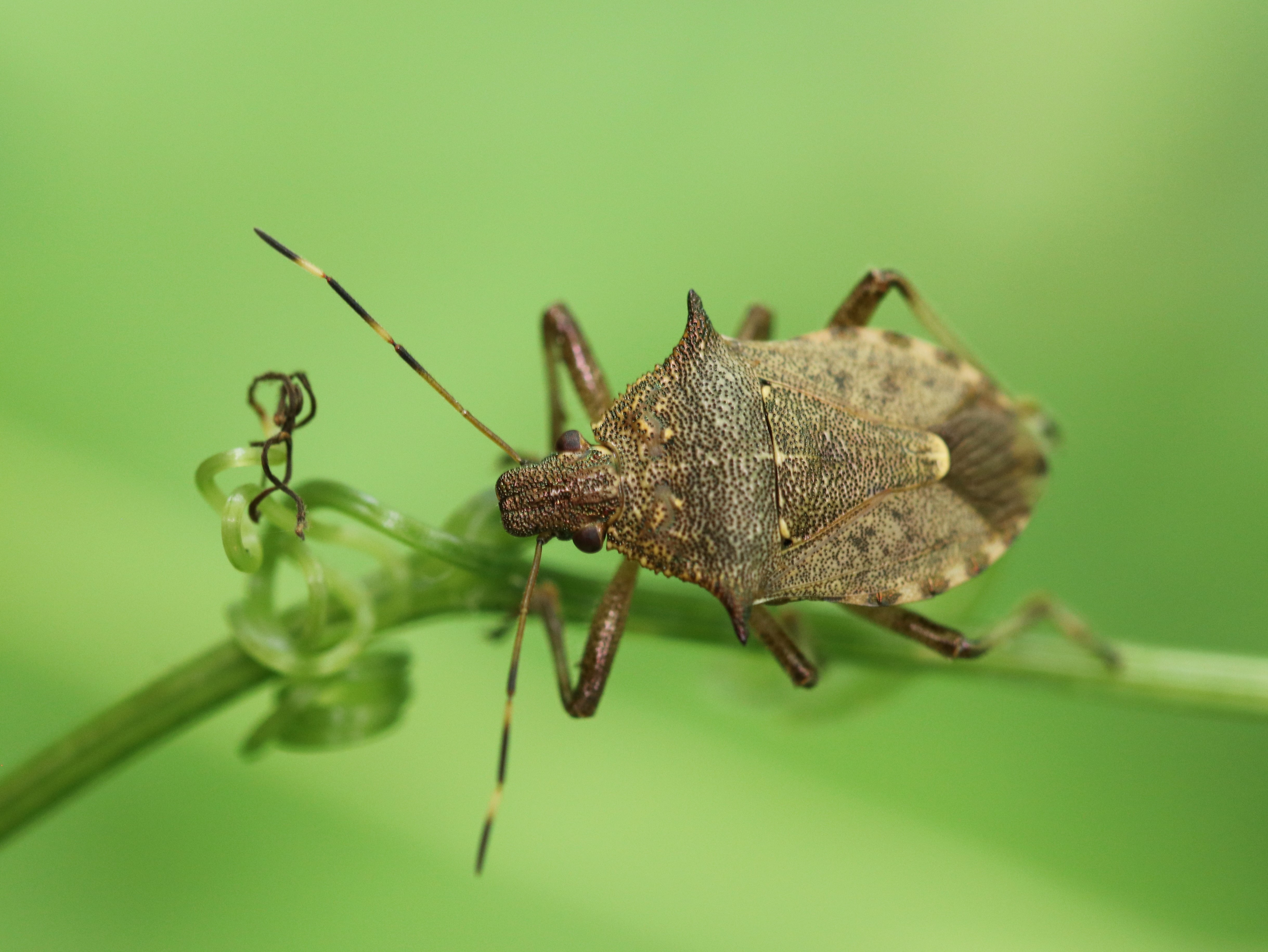 クチブトカメムシ2